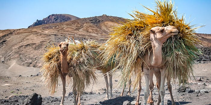 10 signs project failing camel straw