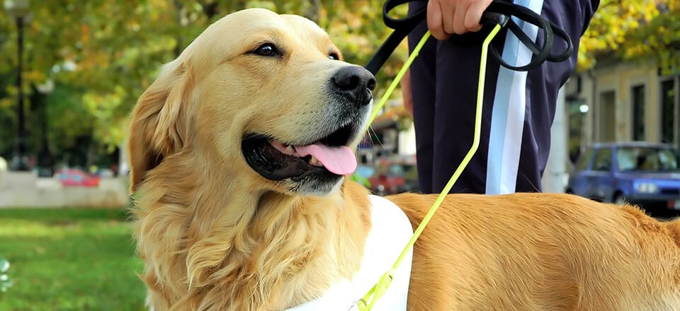 Guide Dogs for the Blind Heller Consulting