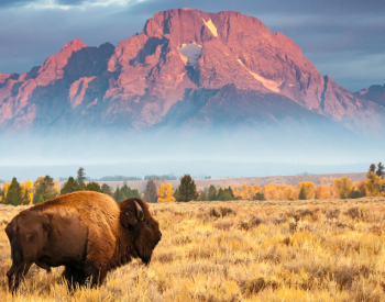 A bison is shown on a plain to evoke Microsoft Great Plains Dynamics GP.