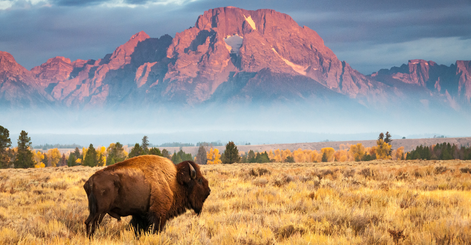 A bison is shown on a plain to evoke Microsoft Great Plains Dynamics GP.