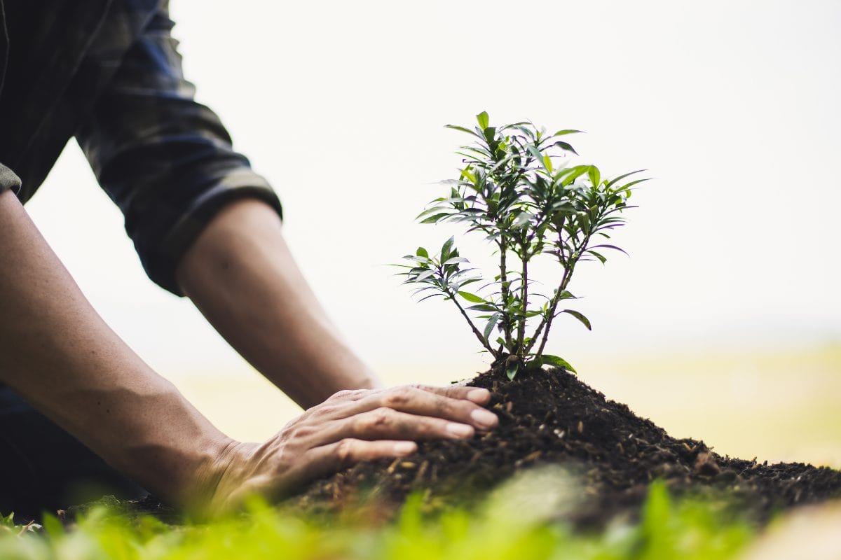A person’s hands gently planting a young tree sapling in soil outdoors, with green grass and a soft, blurred background.